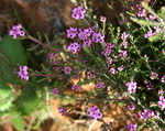 Phyllodoce Caerulea